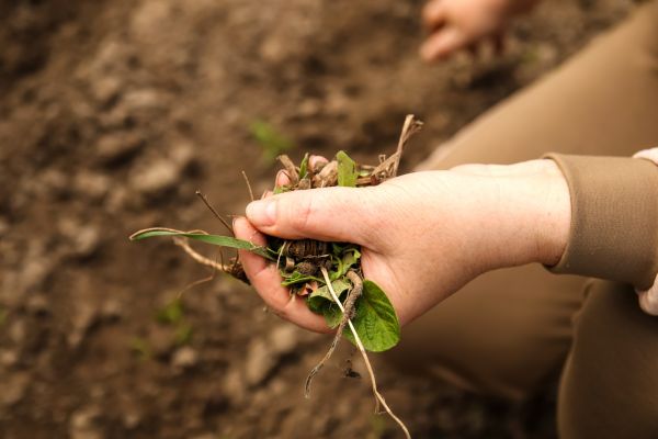 Garden Bed Weed Control