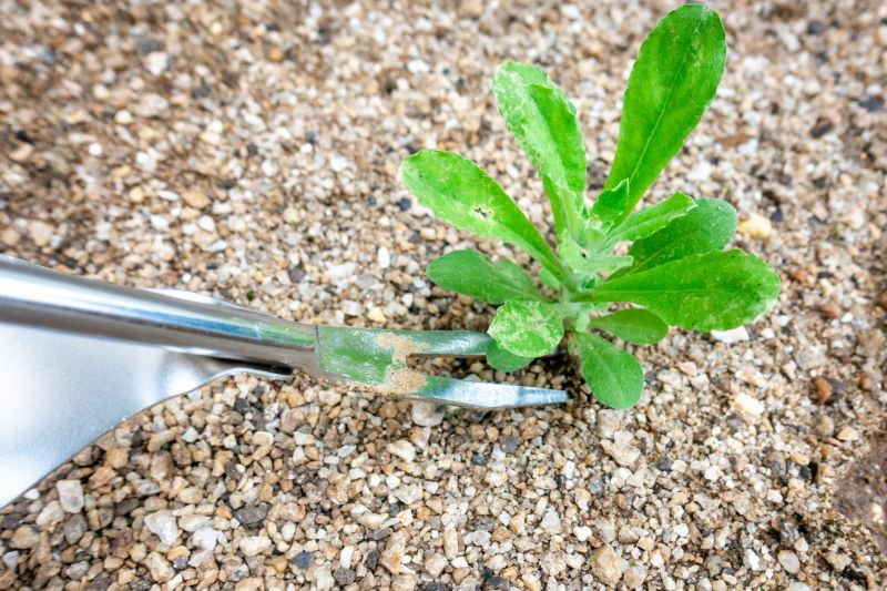 Weed Removal Service